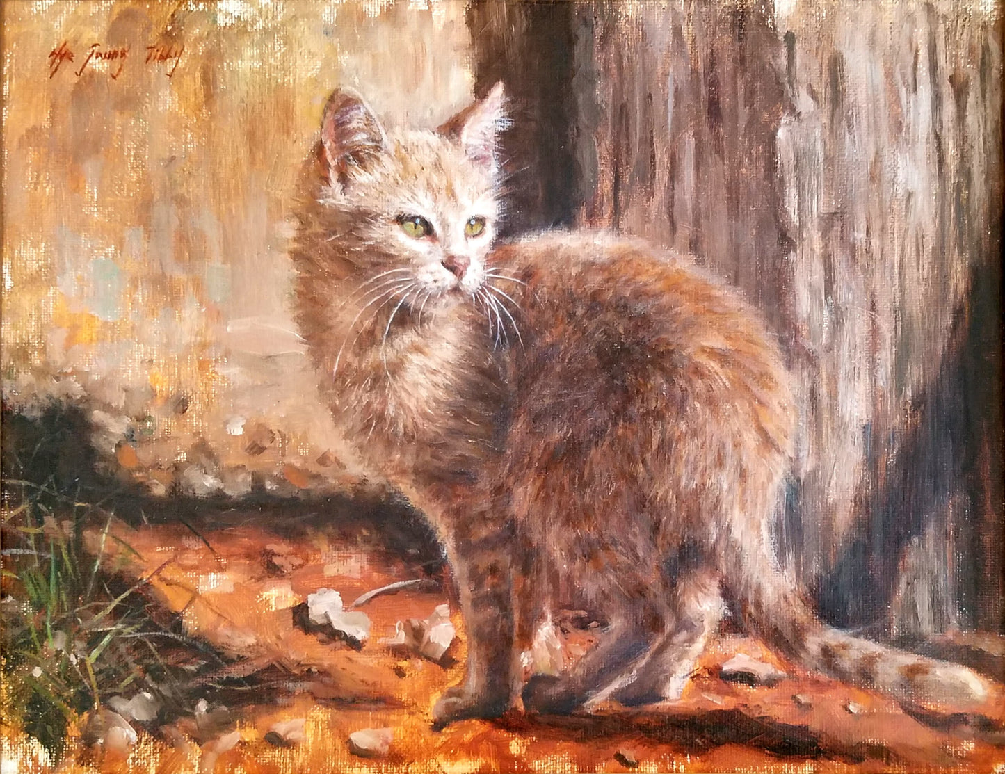 Scared Orange Feral Kitty