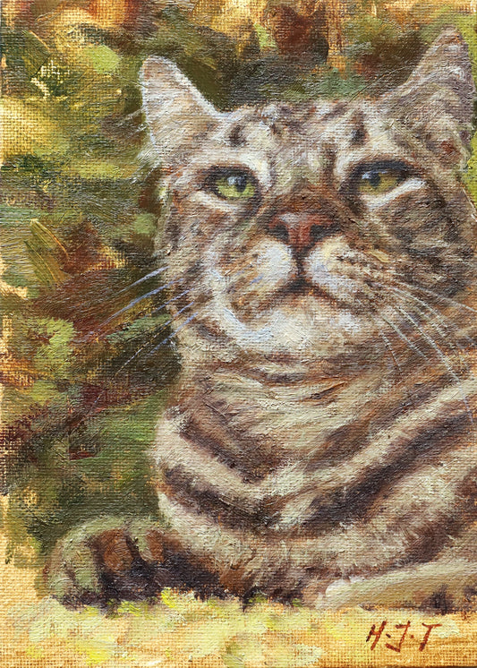 The Boss Tabby Cat