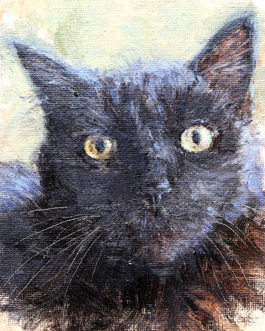 The gaze of black cat